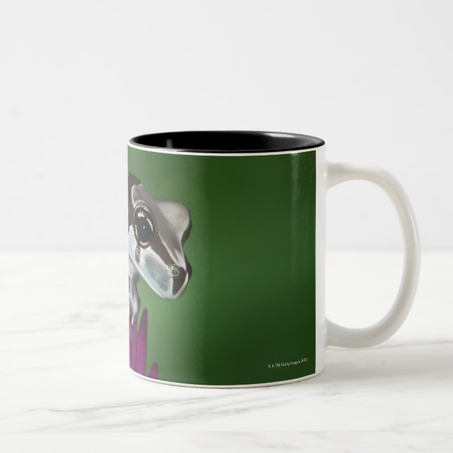Tasse 2 Couleurs Grenouille de lait, resinifictrix de (Droit)