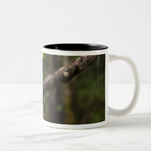 Tasse 2 Couleurs Grenouille feuille géante Phyllomedusa bicolor)