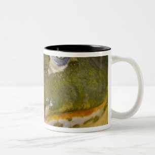 Tasse 2 Couleurs Grenouille-taureau africaine, Pyxicephalus