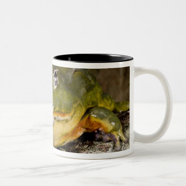 Tasse 2 Couleurs Grenouille-taureau, Pyxicephalus (Droit)