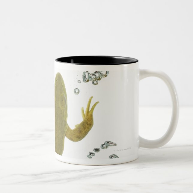 Tasse 2 Couleurs grenouille verte commune (Droit)