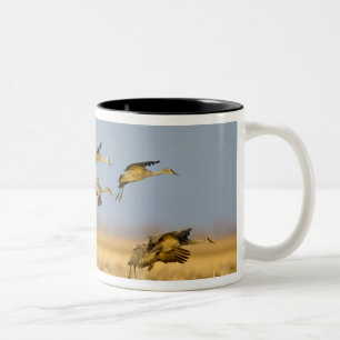 Tasse 2 Couleurs Grues du Canada atterrissent dans des champs de ma