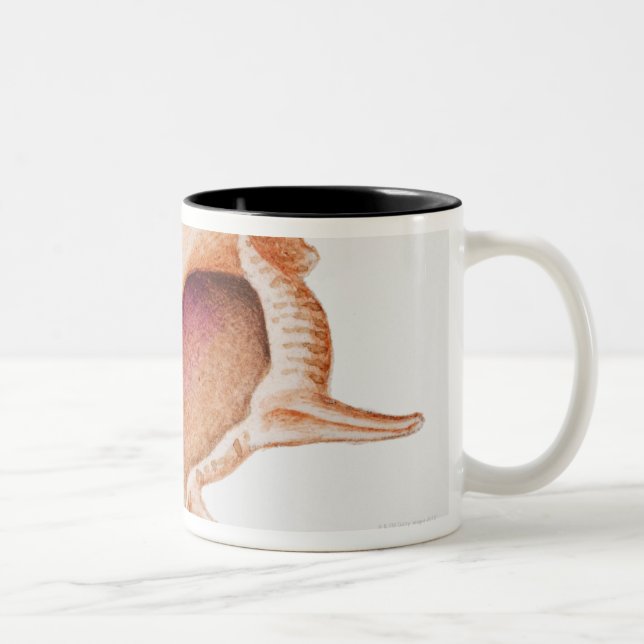 Tasse 2 Couleurs Illustration de coquille de Murex (Droit)