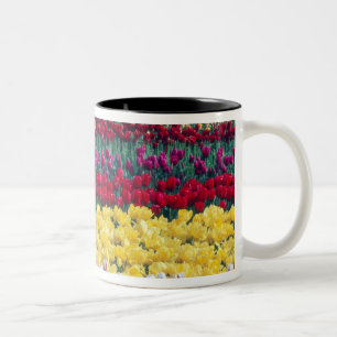 Tasse 2 Couleurs Jardin d'affichage des tulipes dans le comté de Sk