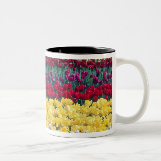 Tasse 2 Couleurs Jardin d'affichage des tulipes dans le comté de Sk (Droit)