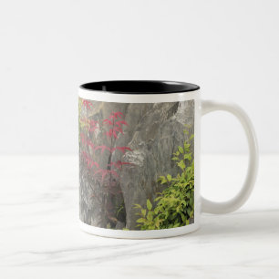 Tasse 2 Couleurs Jardin familial de Bao, Huangshan, Chine.