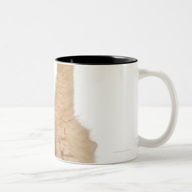 Tasse 2 Couleurs Jeu de Persan (3 années) (Droit)