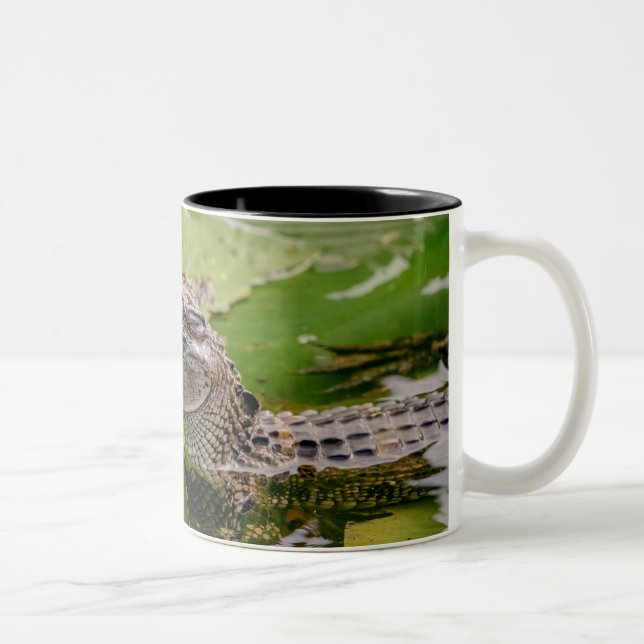 Tasse 2 Couleurs Jeune Alligator (Droit)