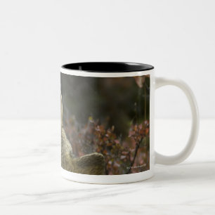 Tasse 2 Couleurs Jeune reniflement vigilant de loup gris (lupus de