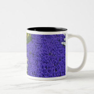 Tasse 2 Couleurs Jonquilles et Muscaris, Keukenhof 2