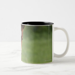 Tasse 2 Couleurs Jument et colt quarts américains de cheval dans l