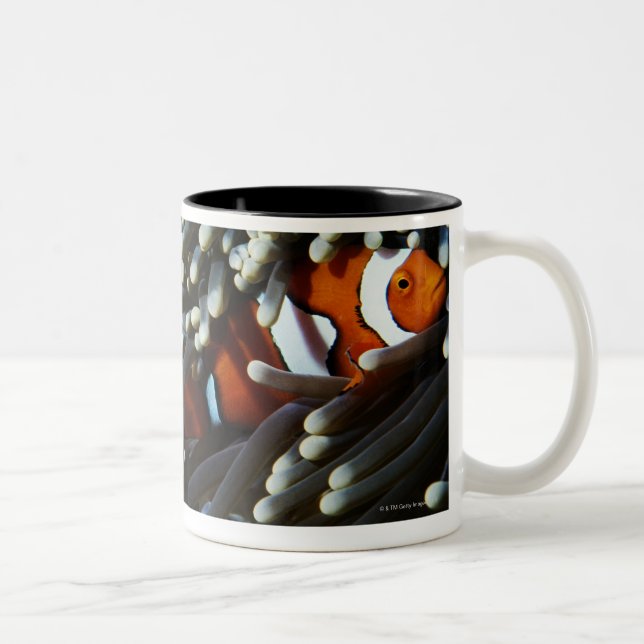 Tasse 2 Couleurs La Papouasie-Nouvelle-Guinée, deux anemonefish (Droit)