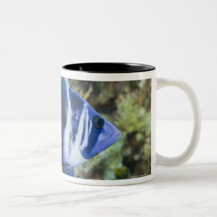 Tasse 2 Couleurs La vie sous-marine, POISSON : Indigo Hamlet
