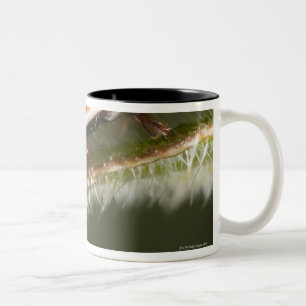Tasse 2 Couleurs Ladybird sur la feuille, coccinelle sur la feuille