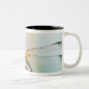 Tasse 2 Couleurs Libellule (infuscatum de Sympetrum) 2