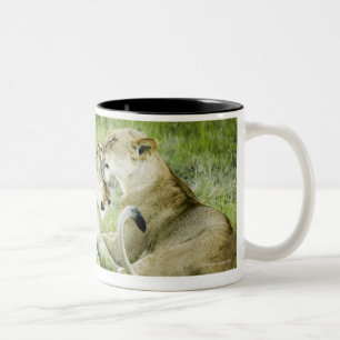 Tasse 2 Couleurs Lion et lionne, Afrique 2