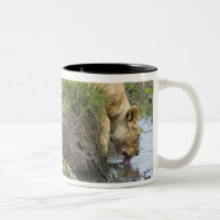 Lion femelle (Panthera Lion), ressortissant de