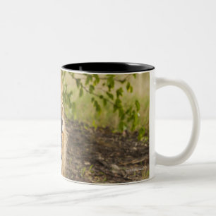 Tasse 2 Couleurs Lion masculin grondant (Panthera Lion), Okavango