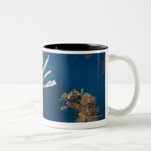 Tasse 2 Couleurs Lionfish (volitans de Pterois) nageant plus de
