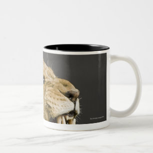 Tasse 2 Couleurs Lionne hurlant 2