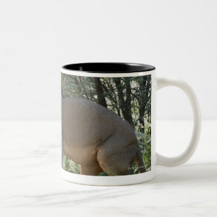 Tasse 2 Couleurs lions joignant, Panthera Lion, Kgalagadi