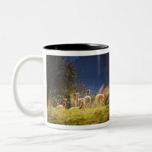 Tasse 2 Couleurs Llamas de bébé dans un champ