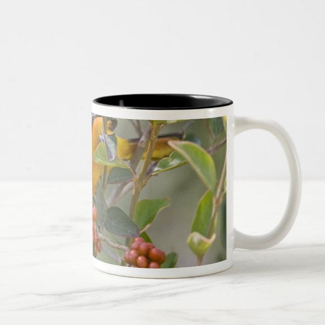 Tasse 2 Couleurs Loriole de Baltimore (Droit)