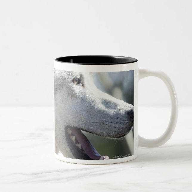 Tasse 2 Couleurs Loup dans Yellowstone. (Droit)