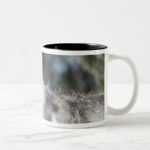 Tasse 2 Couleurs Loup dans Yellowstone