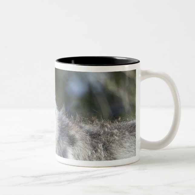 Tasse 2 Couleurs Loup dans Yellowstone (Droit)