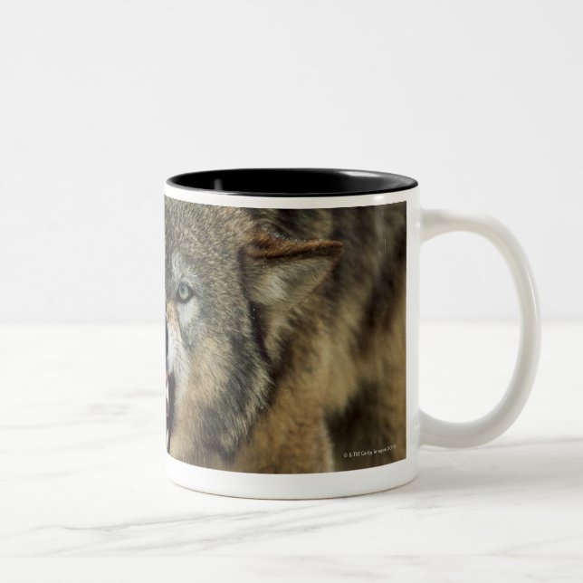 Tasse 2 Couleurs Loup gris de grondement (Droit)