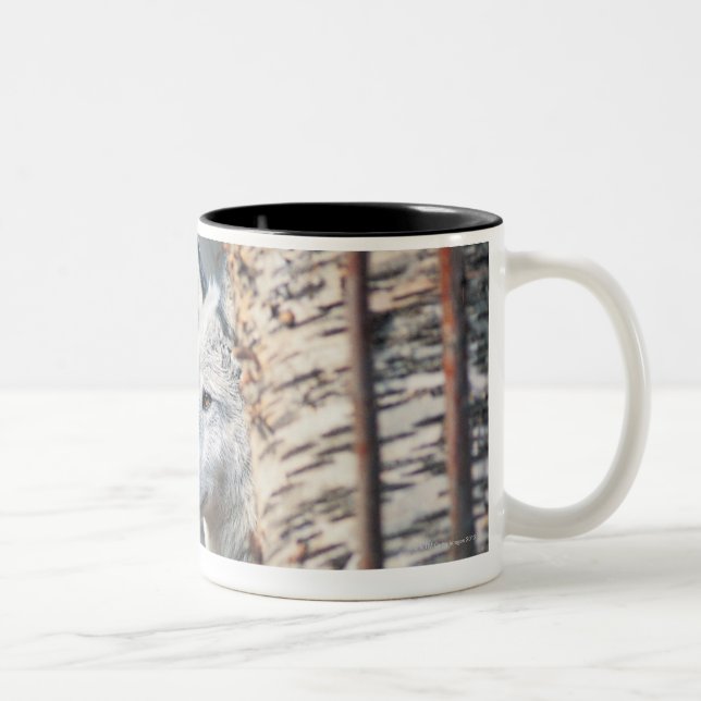 Tasse 2 Couleurs Loup gris derrière l'arbre (Droit)