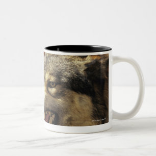 Tasse 2 Couleurs Loup (lupus de Canis) grondant, headshot, avec