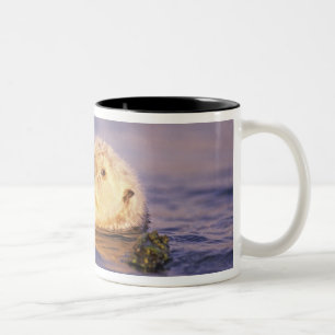 Tasse 2 Couleurs Loutres de mer, Enhydra lutris