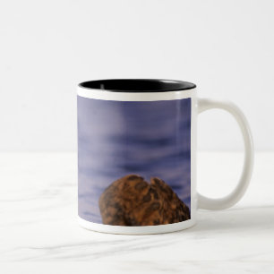 Tasse 2 Couleurs Loutres de mer, Enhydra lutris 4