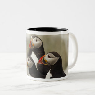 Tasse 2 Couleurs Macareux atlantiques sur l'île Machias Seal