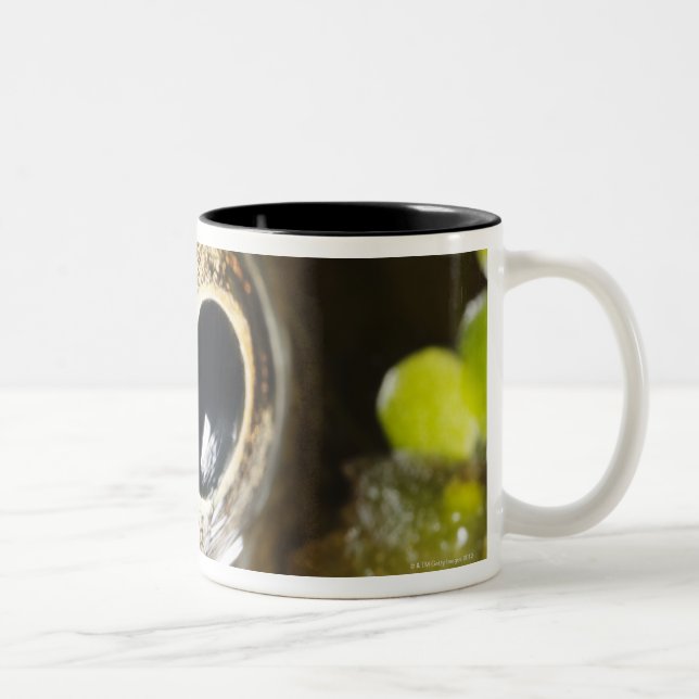 Tasse 2 Couleurs Macro ; Horizontal ; Couleur ; Couleur ; Personne (Droit)