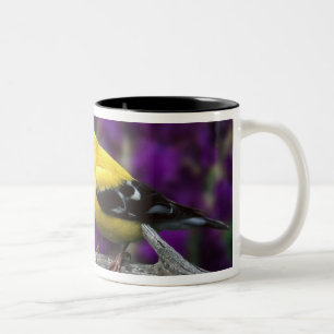 Tasse 2 Couleurs Mâle, chardonneret jaune américain en plumage d'ét