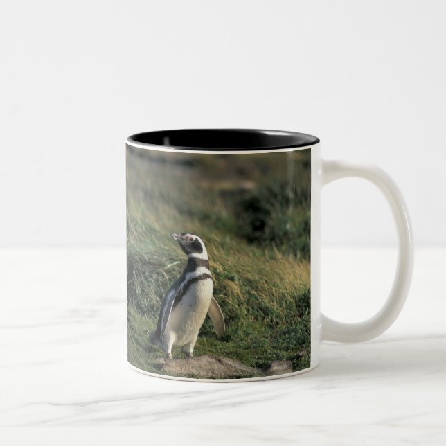 Tasse 2 Couleurs Manchot de Magellan (Spheniscus magellanicus), (Droit)