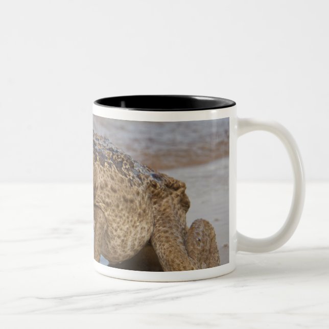 Tasse 2 Couleurs Marina de Cane Toad Rhinella, anciennement Bufo (Droit)