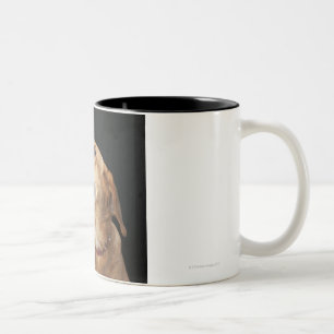 Tasse 2 Couleurs Mélange d'or de laboratoire de beagle regardant a