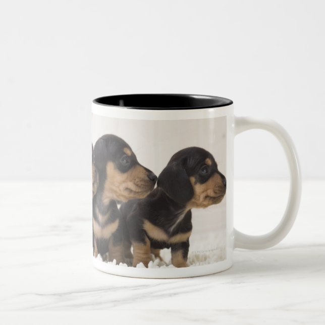 Tasse 2 Couleurs Mini teckel quatre (Droit)