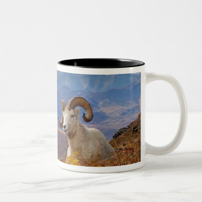Tasse 2 Couleurs mouflon de Dall, Ovis dalli, bélier (Droit)