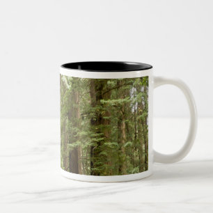 Tasse 2 Couleurs Muir Woods National Monument, Nord