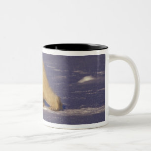 Tasse 2 Couleurs NA, Canada, Manitoba, Churchill, Ours polaire