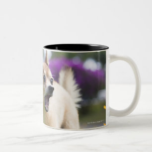 Tasse 2 Couleurs Notre kekai de chien. Il est à moitié pomeranian