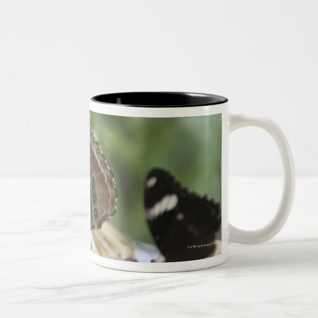 Tasse 2 Couleurs Nourriture pour des papillons (Droit)
