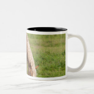 Tasse 2 Couleurs Nouveau-Brunswick, Canada. Cheval dans un champ.