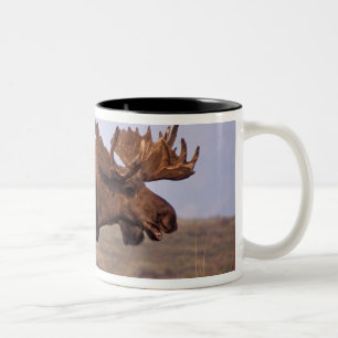 Tasse 2 Couleurs orignal, Alces alces, taureau avec grands bois