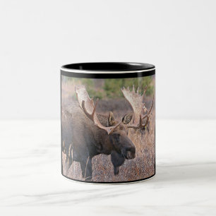 Tasse 2 Couleurs Orignaux de Taureau
